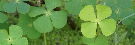 De magie van 40 worden - over het leven dat al begint bij 39